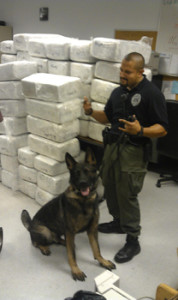 K9 Dutch Gary PD 1100 lbs marijuana