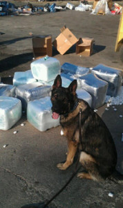 Gary PD K9 Loki 350 lbs marijuana