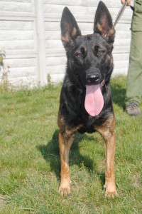 K9 Puma Normandy PD Mo