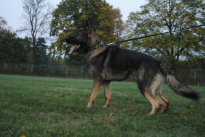 reserve dog Ulg